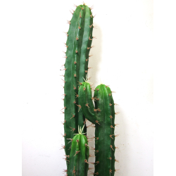 Kaktus dekoracyjny Potrójny 95cm